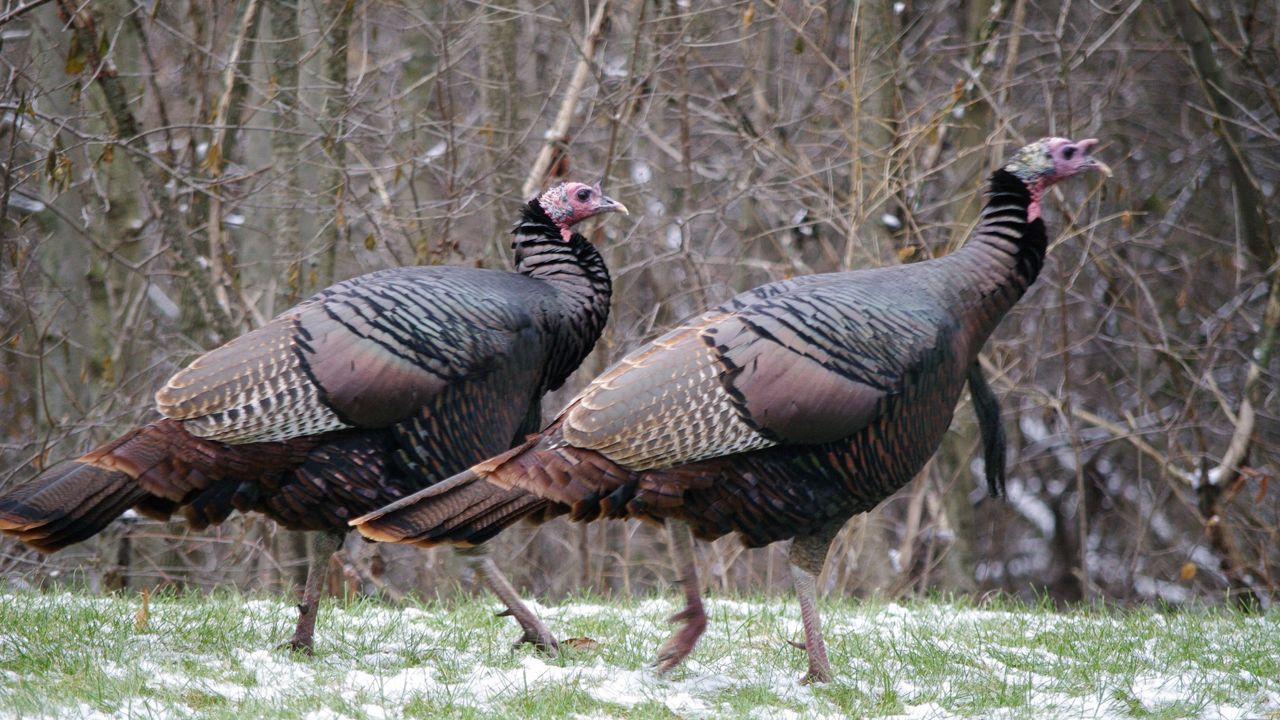 How Wisconsin’s Wild Turkeys Got Their Gobble Back