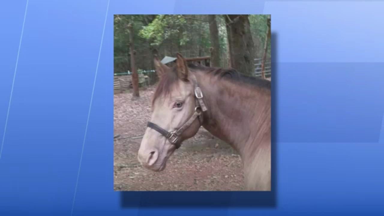 Search is on for stolen horse in Stanly County