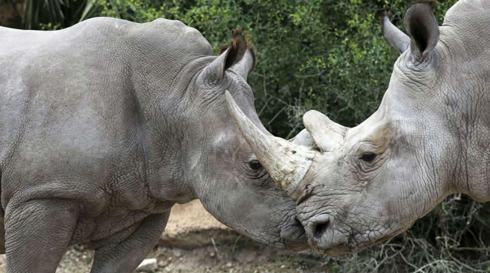 Photo of Bebop (left) interacting with a another rhino (Associated Press)