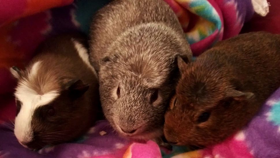 Guinea Pigs were found abandoned near a dead-end road in Melbourne. They are currently being cared for at Last Chance Sanctuary. 