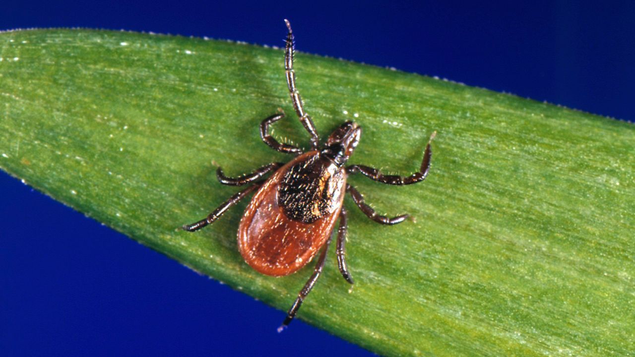 Climate Connections: More Lyme and other diseases could be on the horizon in a warmer Wisconsin
