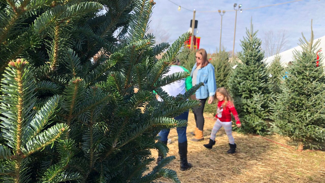 xmas tree shopping