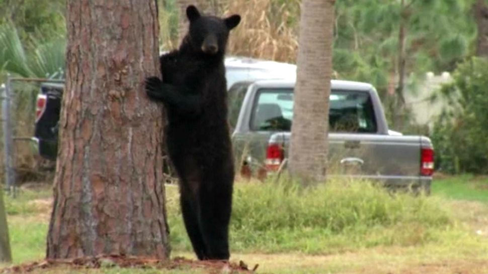 Help! There's a bear in my yard - BearWise