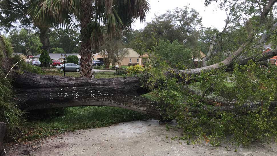 Tree uprooted by high winds in Citrus Park (Courtesy of Marlin Otalvaro)