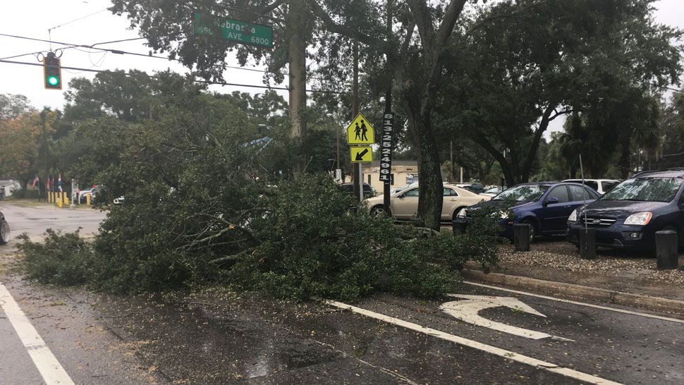 Fallen tree and debris at intersection of Nebraska and Sligh Avenue (Dave Jordan/Spectrum Bay News 9)