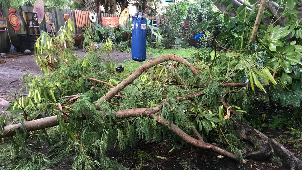 Tree down in North Redington Beach (Courtesy of Lisa Gage, viewer)