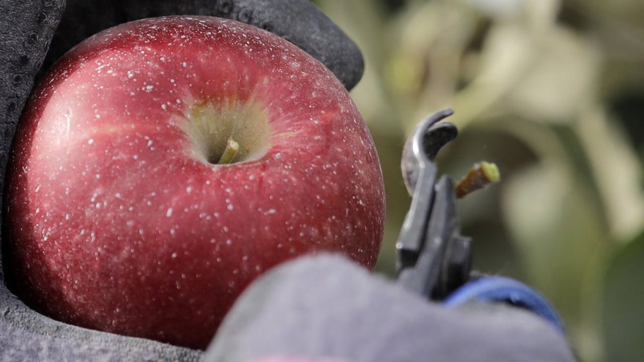 New Cosmic Crisp Apples Heading to Grocery Stores