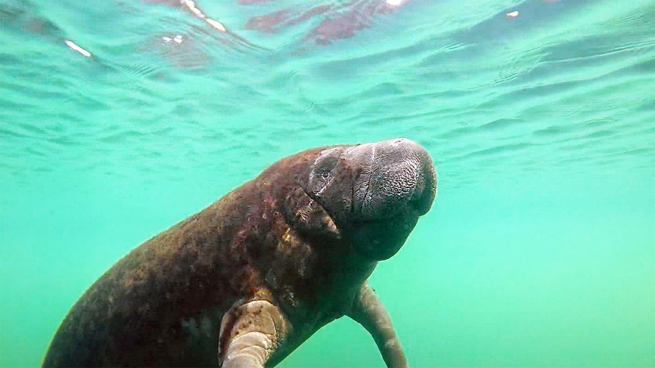 Fwc Record Number Of Manatees Killed By Boaters In 2019