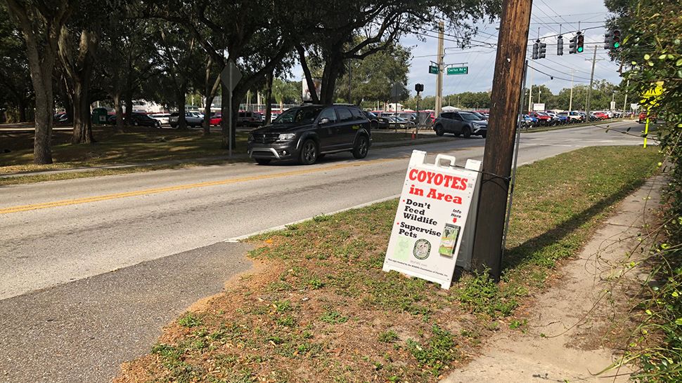 FWC is warning residents in the Seffner, Brandon area after a woman reported being attacked by a coyote. (Stephanie Claytor,