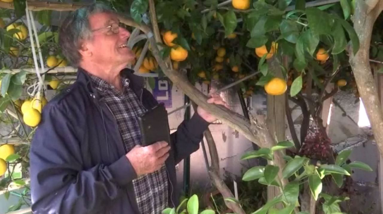 Nc Man Grows Florida Oranges Lemons In Backyard