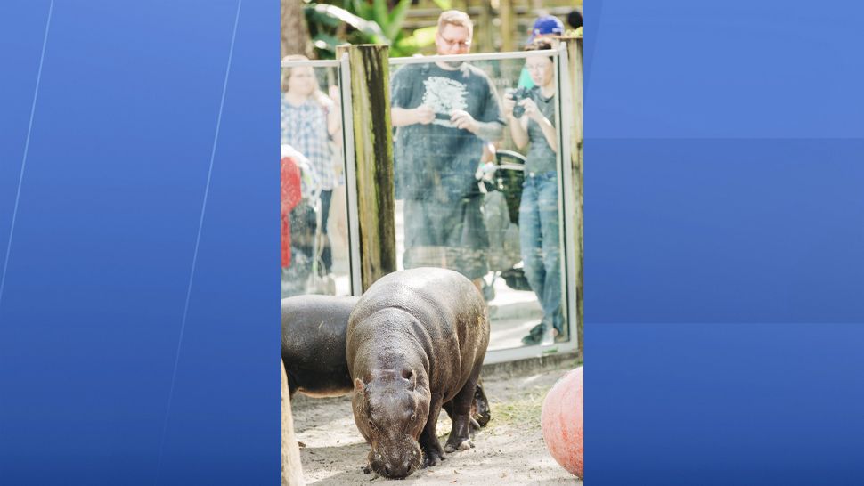 Holly Berry, the hippo, celebrated her first birthday on Saturday thanks to her family at ZooTampa and her friends at The Hyppo. (ZooTampa)