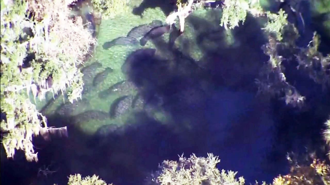 Nearly 300 manatees are huddling at Blue Spring State Park in Volusia County for warmth Tuesday. (Sky 13)