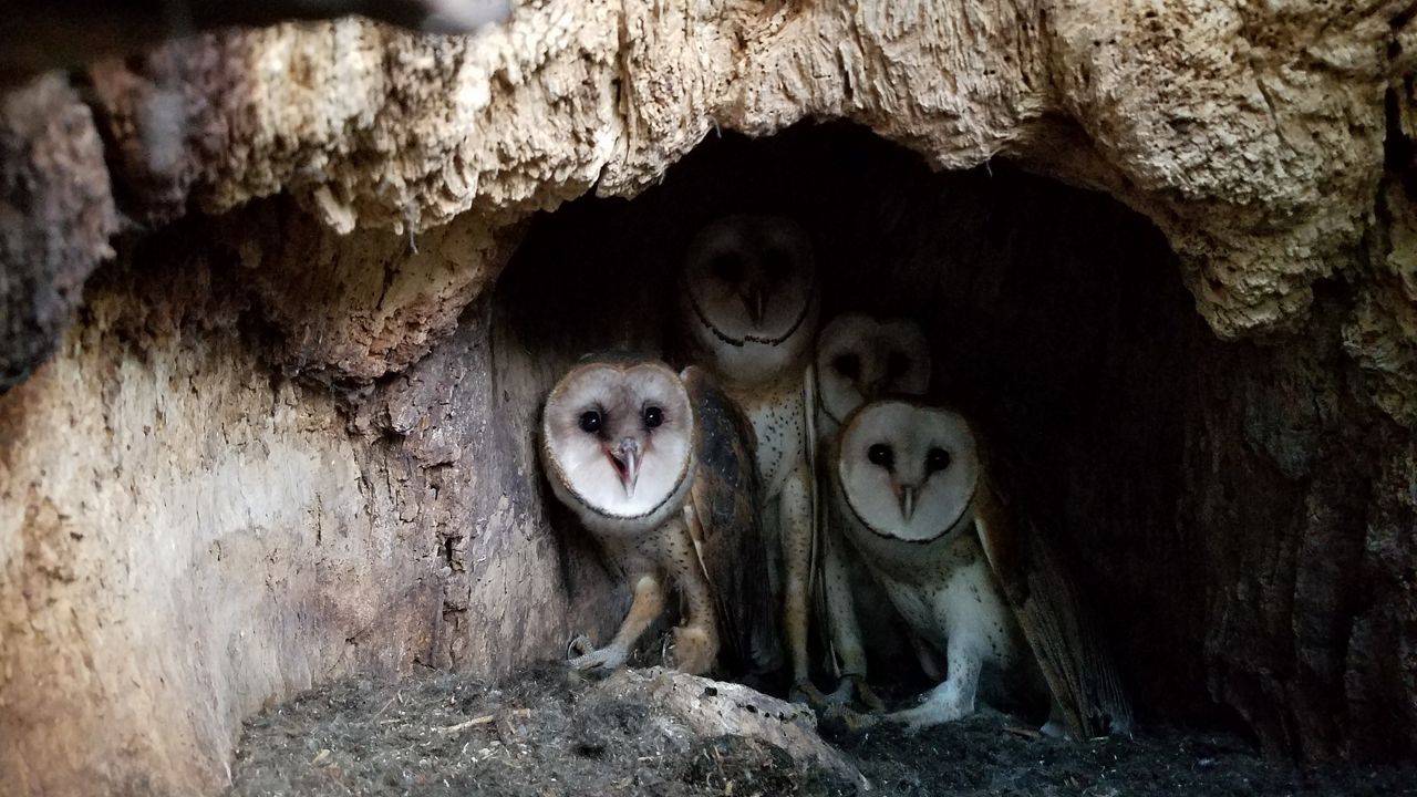 First barn owl nest found in Wisconsin in 22 years