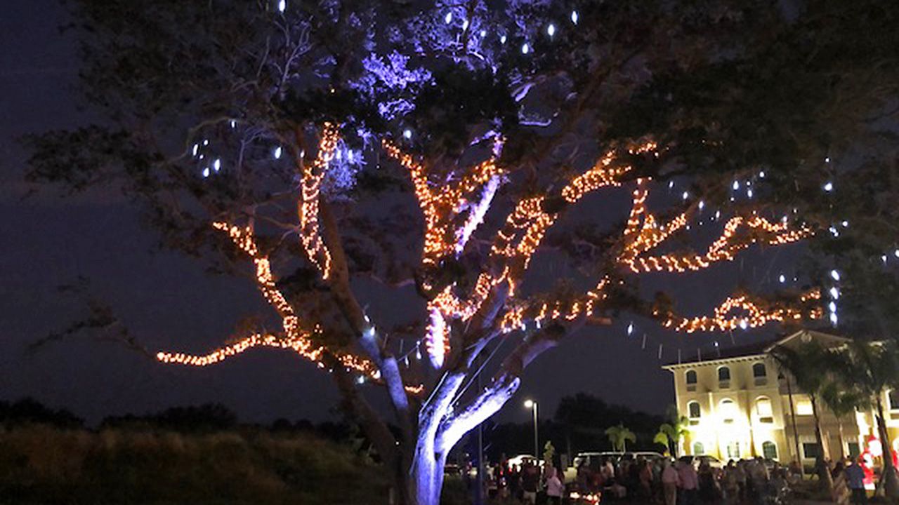 Brevard’s “Tree of Life” Lights Up Sky for Holidays