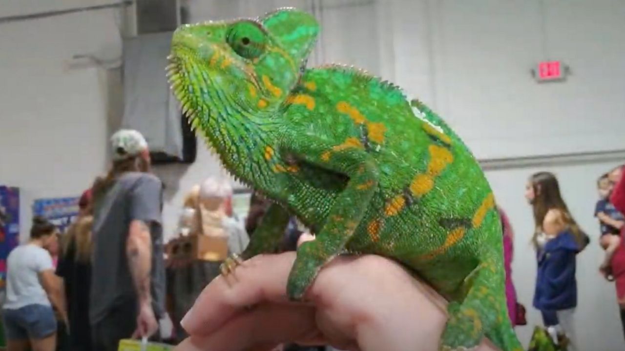 Chameleons are among the critters for sale or on display at Repticon, an exotic animal show returning to the Central Florida Fairgrounds this weekend. (Screen capture from YouTube)