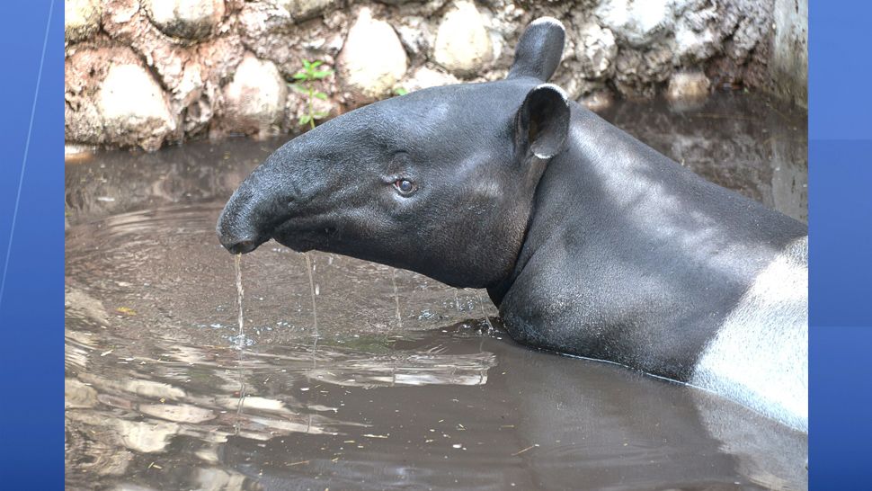 Christmas may be coming early for the ZooTampa family! Ubi, an endangered Malayan tapir, is pregnant with her third calf and is expected to give birth in December.  (ZooTampa)