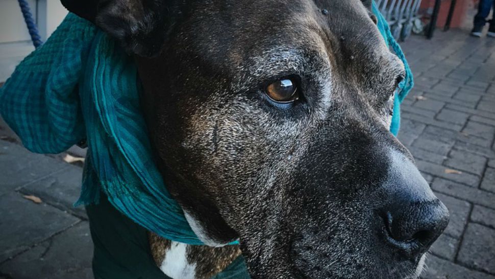 A dog with a teal scarf.