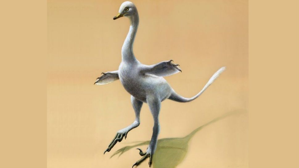 This illustration provided by Lukas Panzarin, with Andrea Cau for scientific supervision, shows a Halszkaraptor escuilliei dinosaur. The creature, about 18 inches (45 centimeters) tall, had a bill like a duck but teeth like a croc's, a swan-like neck and killer claws. (Courtesy: Lukas Panzarin)