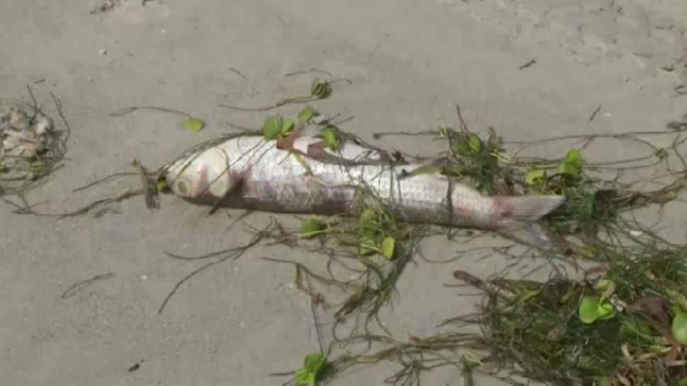Dead fish were spotted along the Palma Sola Causeway on Wednesday.