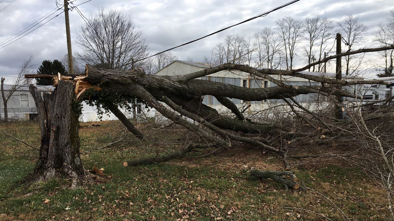 Louisville is offering free tree debris drop off after severe weather wracked the area Sunday evening. (Spectrum News 1/Joseph Ragusa)