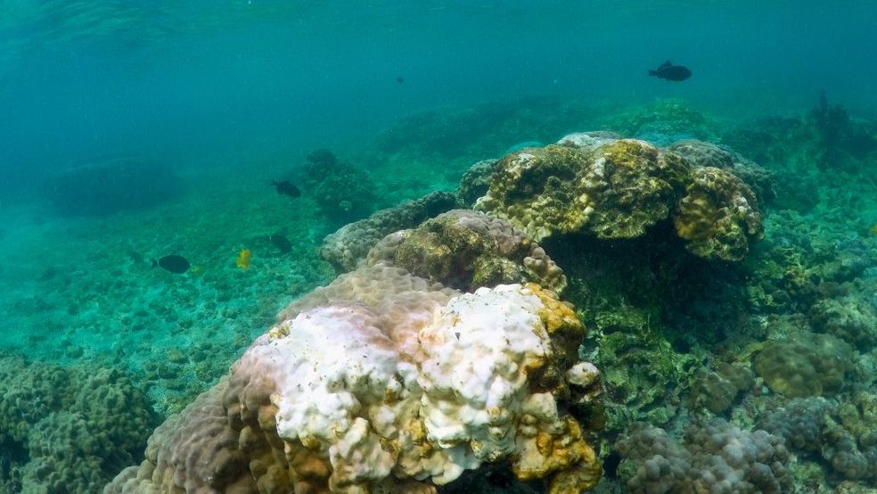 Coral – Take Risks And Prosper