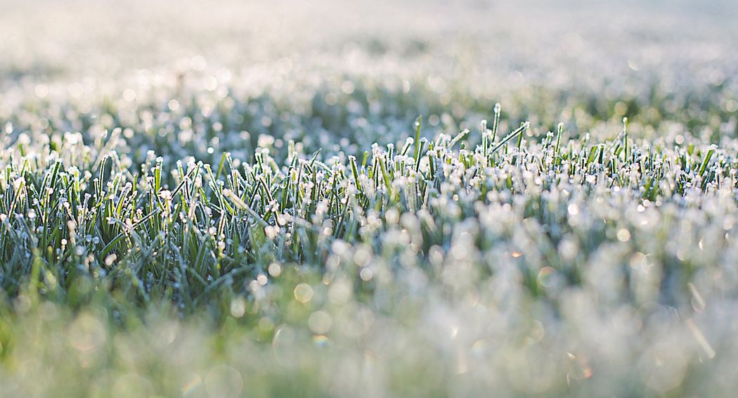 Frost of grass