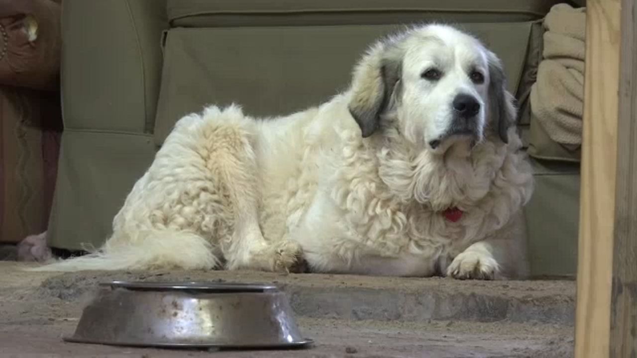 pyrenees puppies