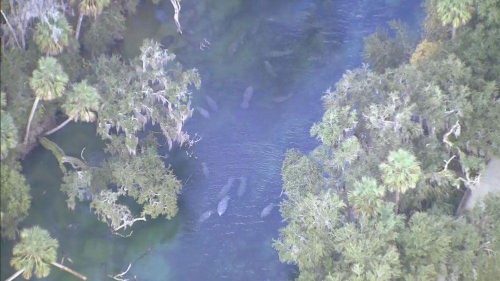 Manatees at Blue Spring State Park in Volusia County. Officials say there were 389 manatees there Tuesday. (Sky 13)