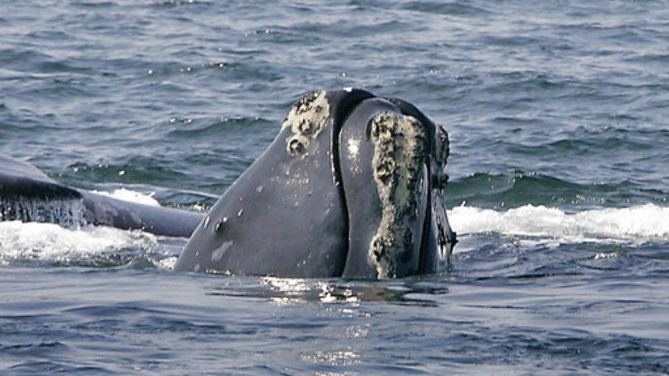 In this April 10, 2008 photo, a North Atlantic right whale breaks the ocean surface off Provincetown, Mass., in Cape Cod Bay. (AP Photo/Stephan Savoia, File)