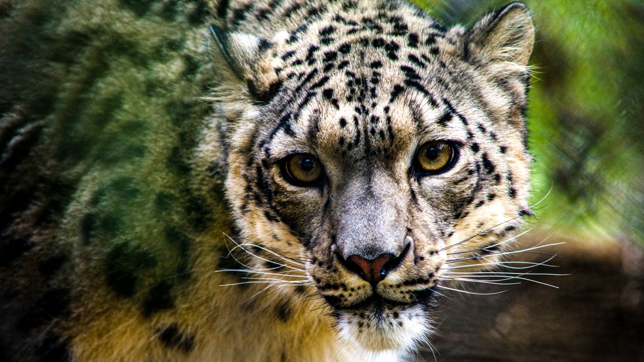 Louisville Zoo female snow leopard tests positive for SARS-CoV-2