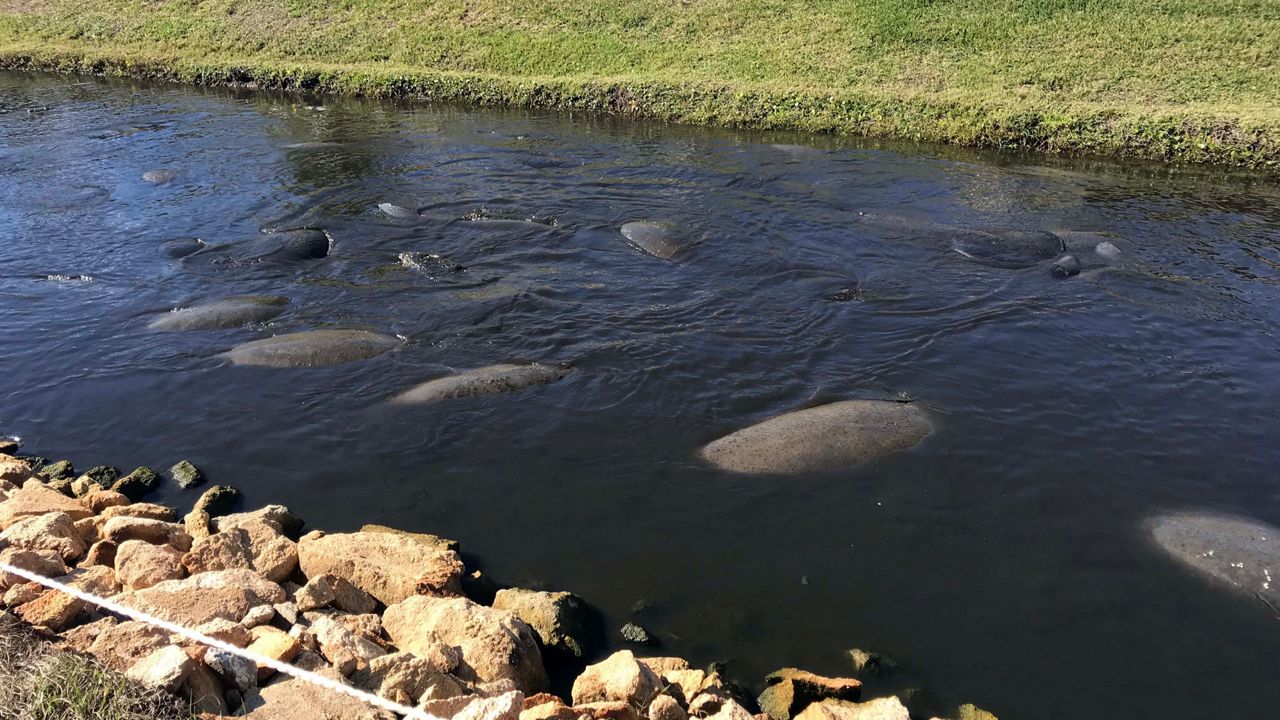 Pollution is creating ongoing algae blooms and clouding the waters, preventing sunlight from getting to the bottom. And that lack of food forces manatees to swim away from warmer waters, and the cooler water is shocking their systems into cold stress. (File photo)