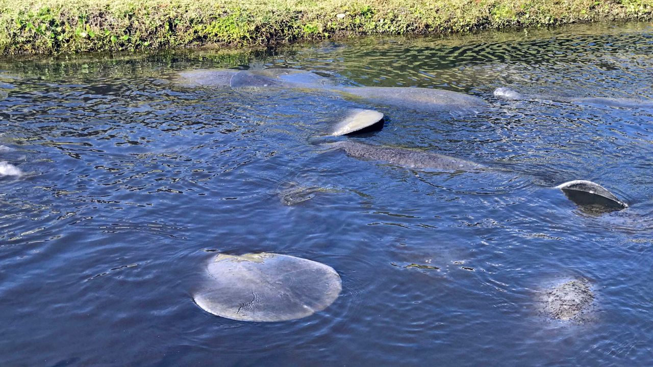 Dozens of manatees have huddled up in Satellite Beach's Desoto Parkway canal as temperatures in Central Florida are dropping. 