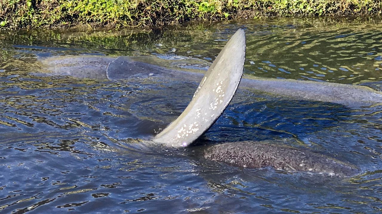 Dozens of manatees have huddled up in Satellite Beach's Desoto Parkway canal as temperatures in Central Florida are dropping. 