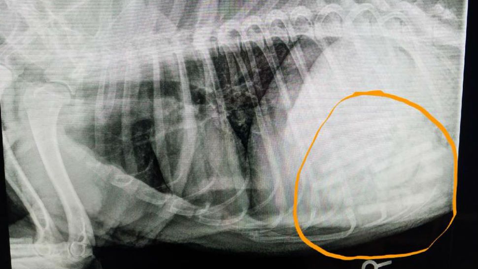 Gentle Care Animal Hospital found 21 pacifiers inside a dog's stomach (photo via Gentle Care Animal Hospital)