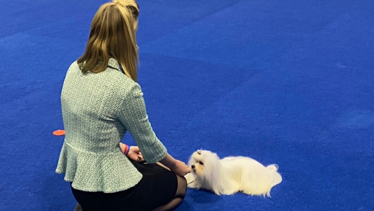 With major coronavirus safety measures, American Kennel Club held its big event in Orlando for the 10th straight year. (Pete Reinwald/Spectrum News 13)