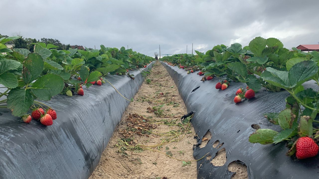 Clermont Farm Reopens for Strawberry Picking Season