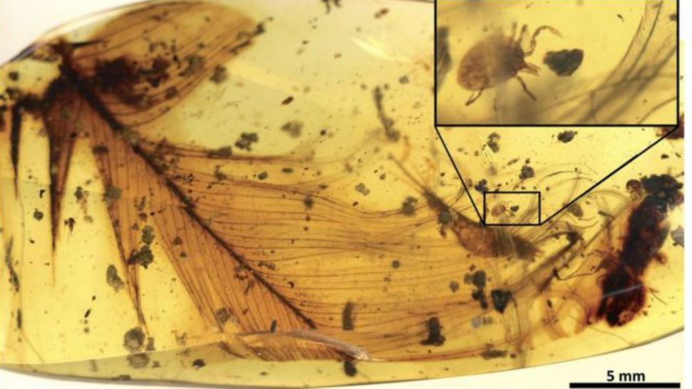The tick is stuck on to a dinosaur feather. (Nature Communications; Peñalver et al.)