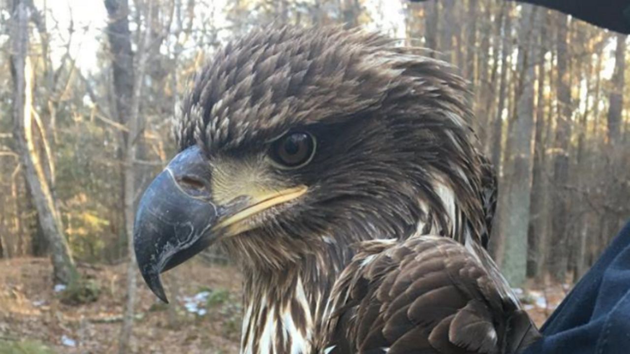 Young Bald Eagle With Broken Wing Euthanized