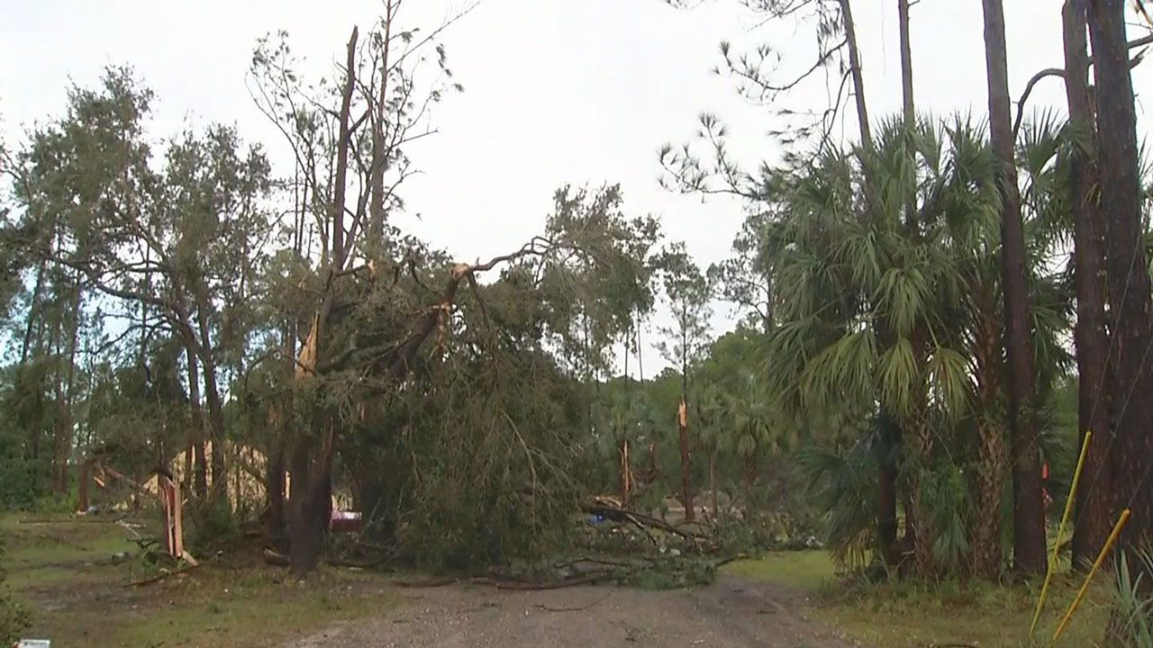Trees down in the Korona area of Flagler County Saturday morning after a storm came through. (Spectrum News)