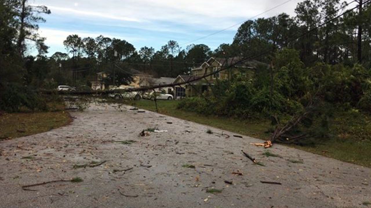 Trees down in a neighborhood in Palm Coast Saturday morning after a storm came through. (Tracy Cases-Jones, Viewer)