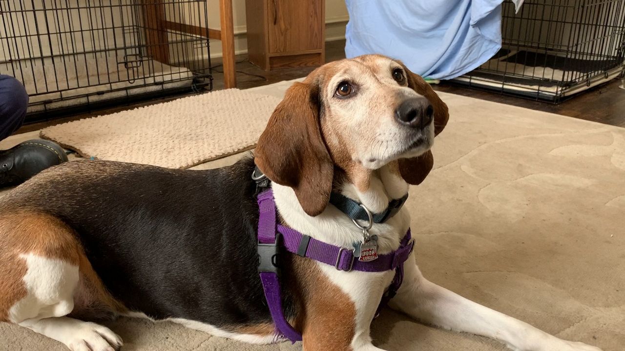 A dog lays on the floor