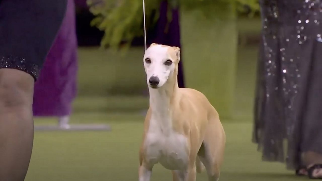 Bourbon the whippet appears at the 2020 Westminster Kennel Club Dog Show, in which he won the hound group. (Westminster Kennel Club YouTube video)