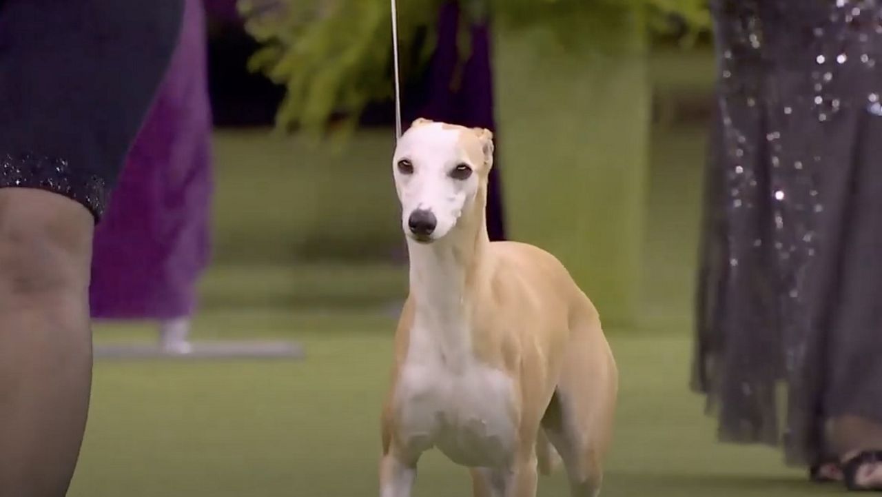 Westminster Dog Show 2024 Agility Video Valry Jacinthe