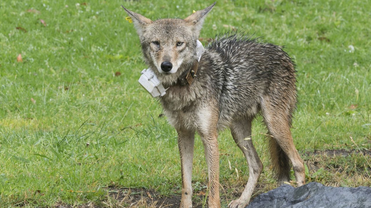 A coyote roams Elysian Park in Los Angeles after being trapped and collared in 2019. (AP Photo/Damian Dovarganes)​