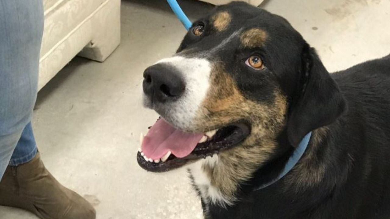 19 Can Dogs Be On The Spectrum