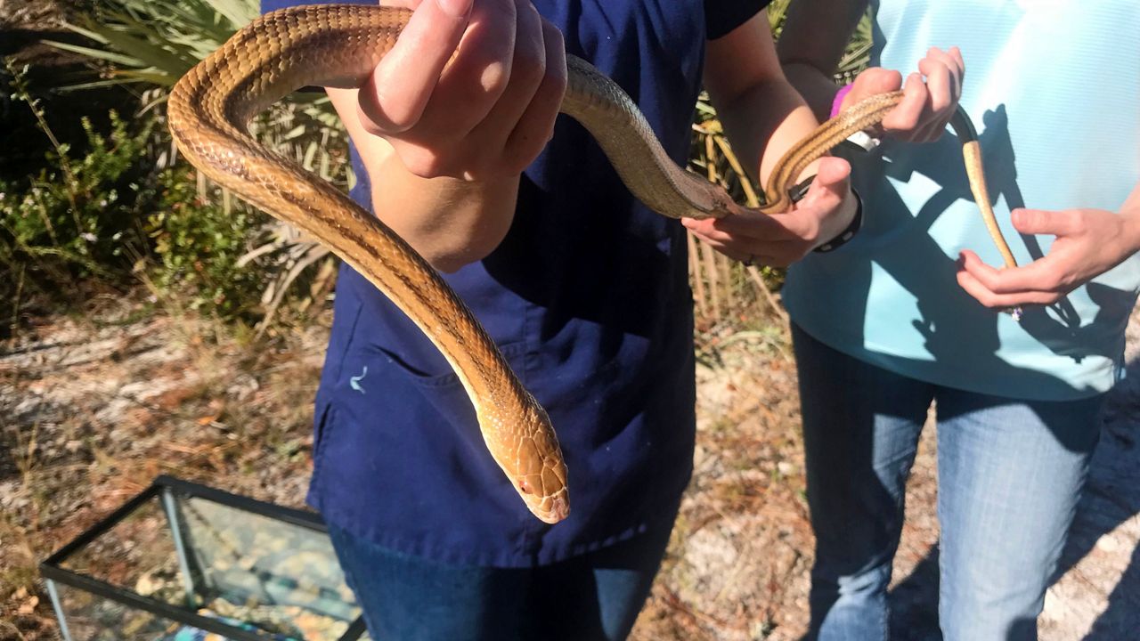 A small rat snake found with a ping pong ball in its stomach is now back in the wild after an animal hospital nursed it back to health. (Greg Pallone/Spectrum News)