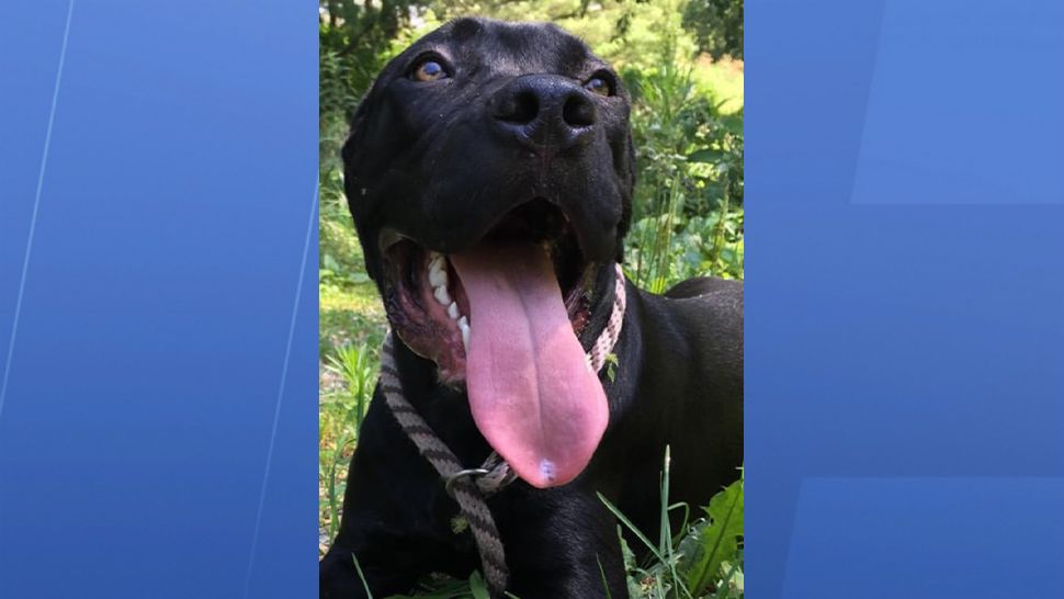 Family Searches for Service Dog Gone Missing in Brevard