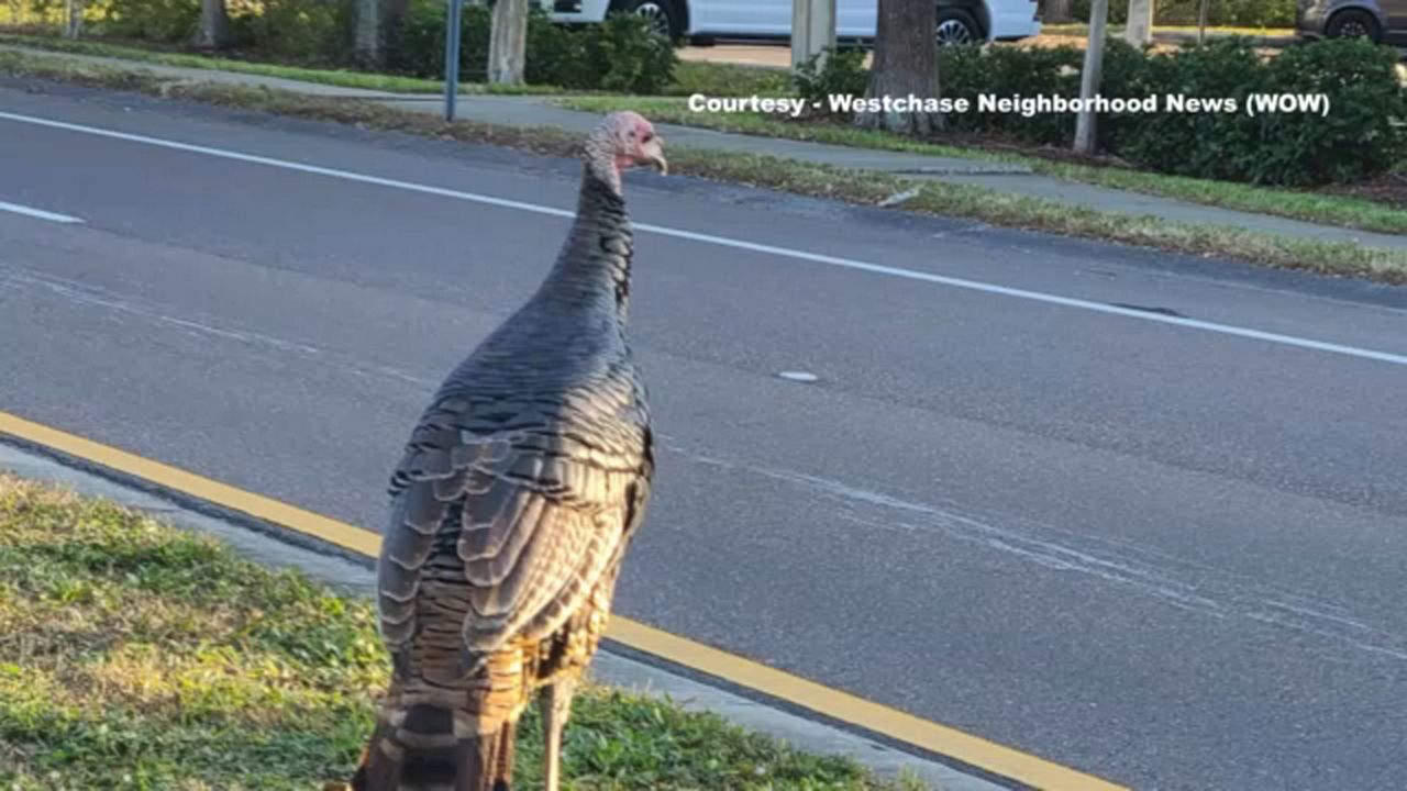 Traffic Inbox: In Westchase, it's time to talk turkey - Vimarsana News