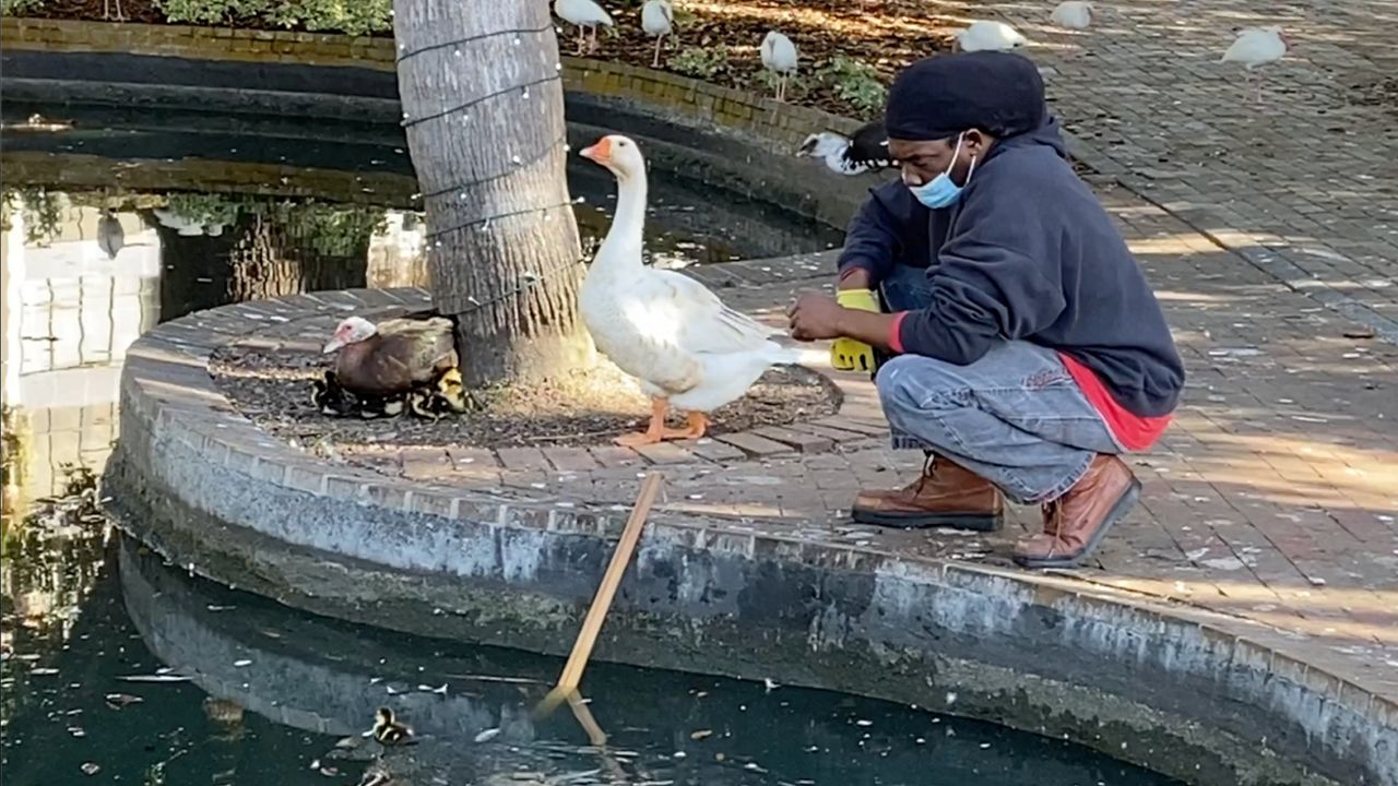 Lucy the goose stands by with city worker Will Lett as the rescue of the duckling continues. (Spectrum News)