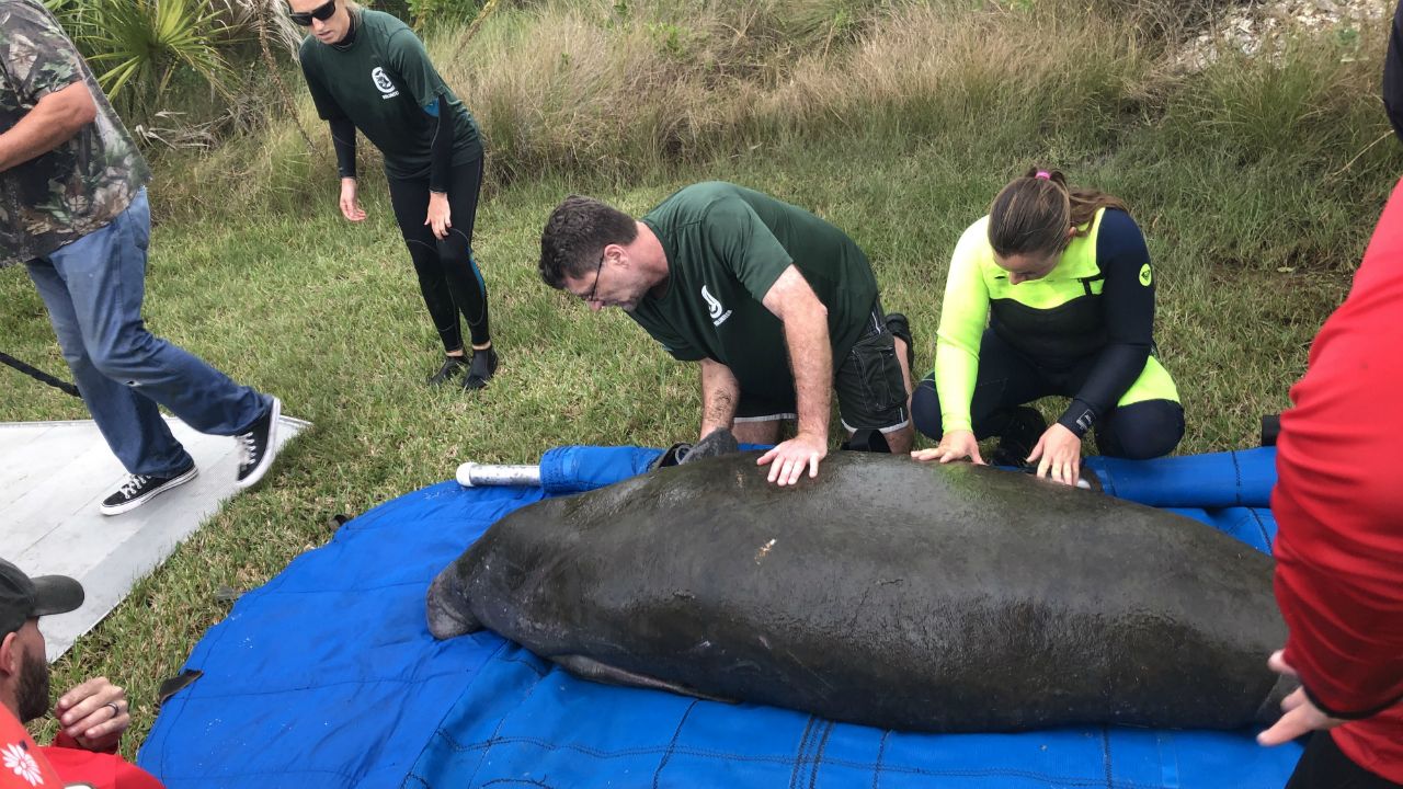 Sent to us with the Spectrum News 13 app: Crews and volunteers from SeaWorld and Volusia County Beach Patrol attend to a sick manatee rescued from the Indian River on Saturday. (Rodney Smith/viewer)